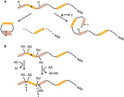 RNA Editing and Retrotransposons in Neurology